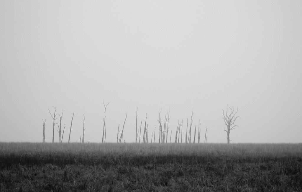 WW1 sensory experience image of trees in a barren landscape