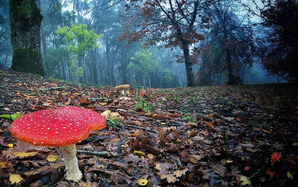 Picture of amanita mushroom.