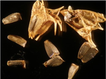 These are the motherwort flowers and seeds found in the stomach of a woman who died giving birth and was buried with her baby. 