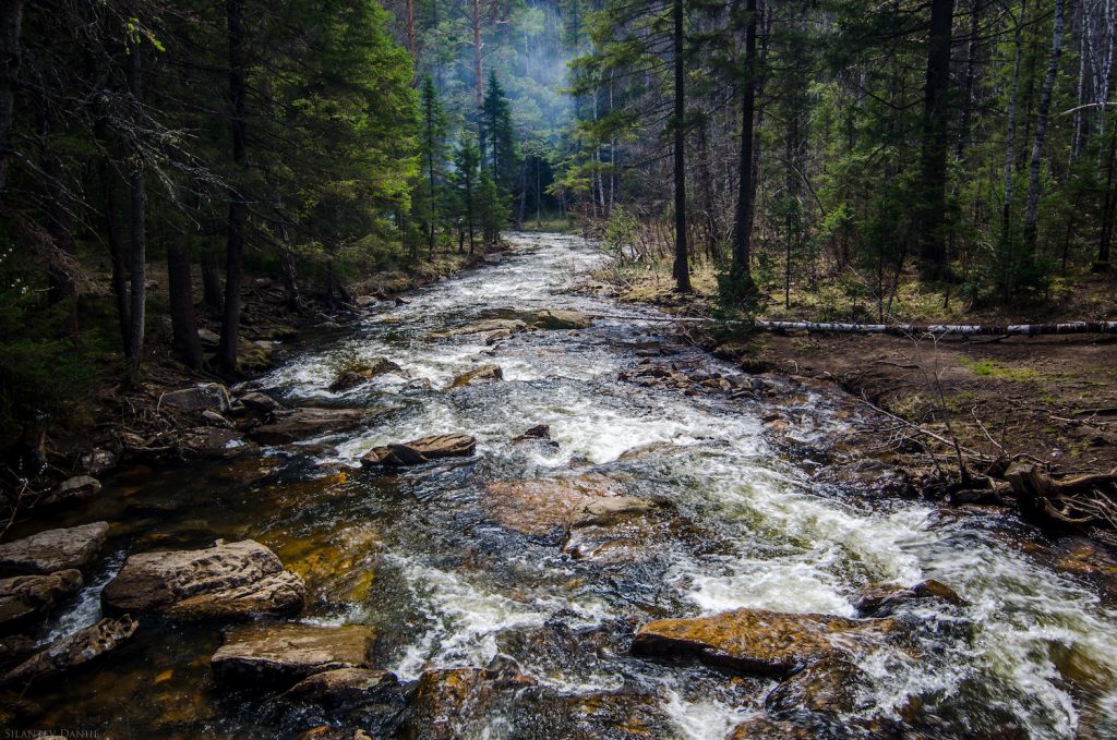 decorative image: stream in the woods