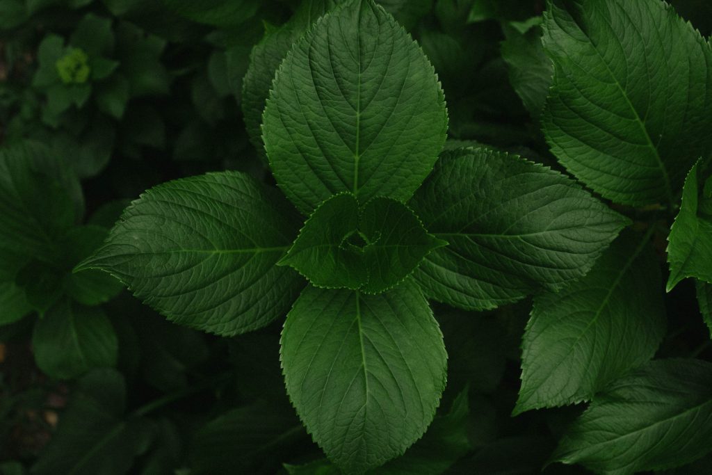 decorative image: green plant