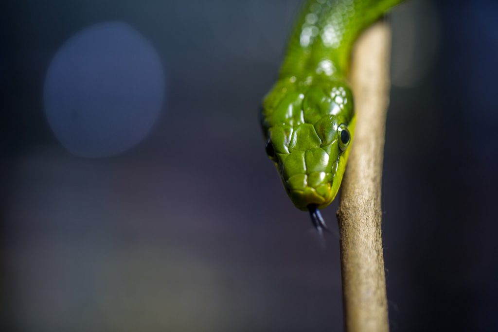 deco image: snake on a stick