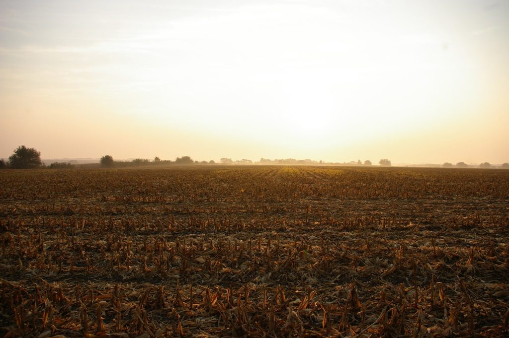 grassland and horizon